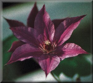 Clematis photograph