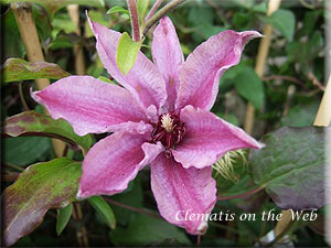 Clematis photograph