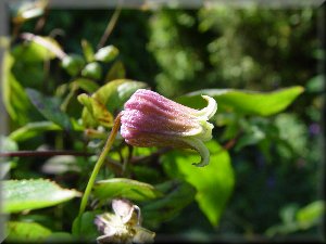 Clematis photograph