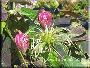 Clematis photograph