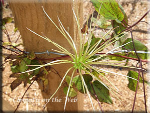 Clematis photograph