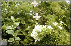 Clematis photograph