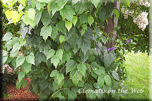 Clematis photograph