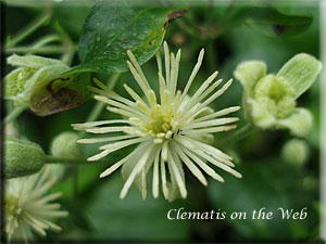 Clematis photograph