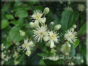 Clematis photograph