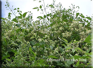 Clematis photograph