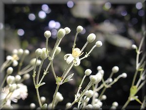 Clematis photograph