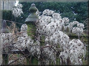 Clematis photograph