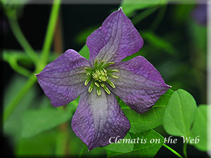 Clematis photograph