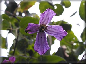 Clematis photograph