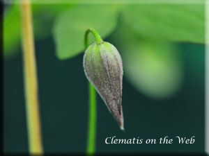 Clematis photograph