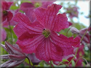 Clematis photograph