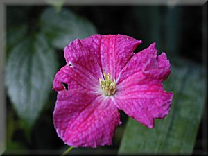 Clematis photograph