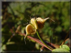 Clematis photograph