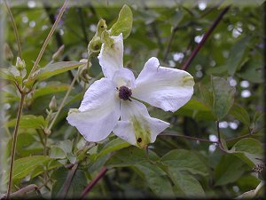 Clematis photograph