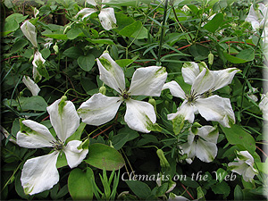 Clematis photograph