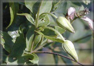 Clematis photograph