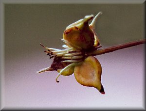 Clematis photograph