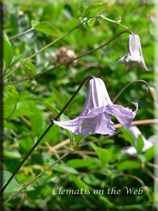 Clematis photograph