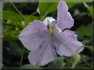 Clematis photograph