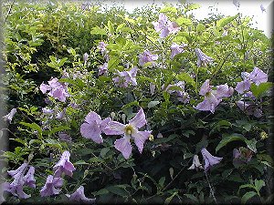 Clematis photograph