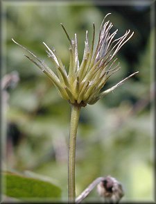 Clematis photograph