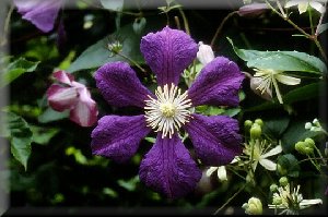 Clematis photograph