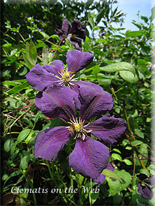 Clematis photograph