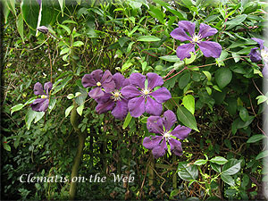 Clematis photograph