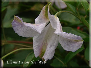 Clematis photograph