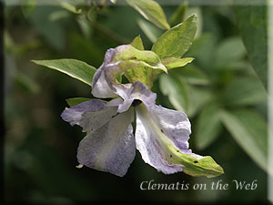 Clematis photograph