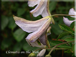 Clematis photograph