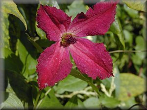 Clematis photograph