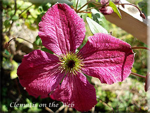 Clematis photograph