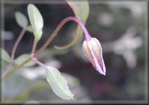 Clematis photograph