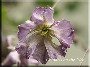 Clematis photograph