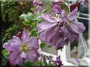 Clematis photograph