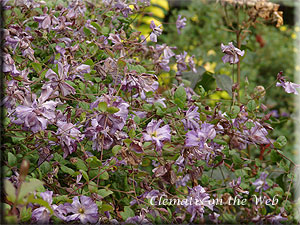 Clematis photograph