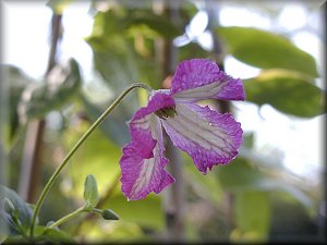 Clematis photograph