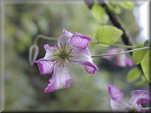 Clematis photograph