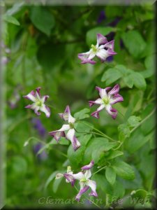 Clematis photograph