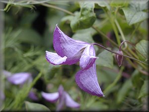 Clematis photograph