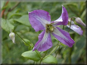 Clematis photograph