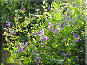 Clematis photograph