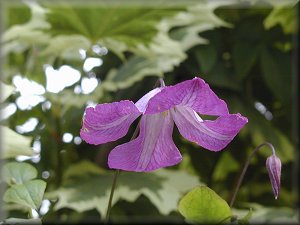 Clematis photograph