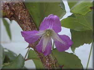 Clematis photograph