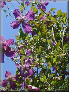 Clematis photograph