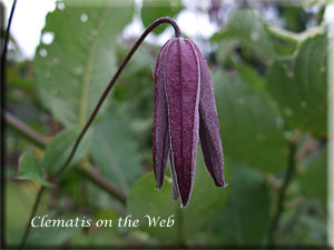 Clematis photograph