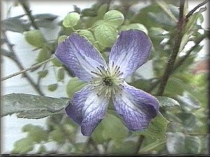 Clematis photograph