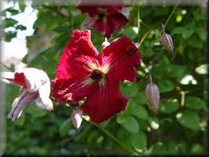 Clematis photograph